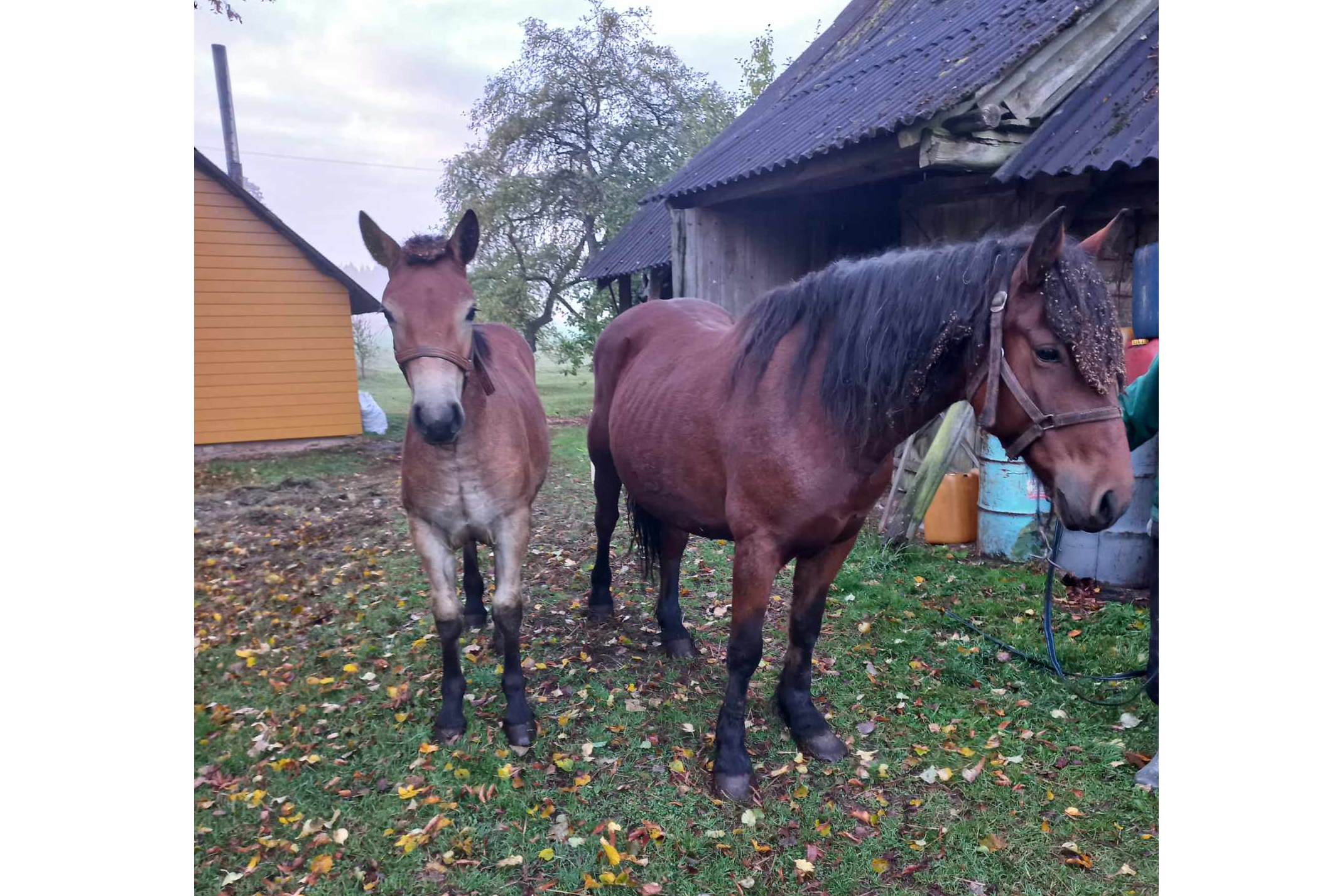 Parduodu kumelę ir kumelaitę