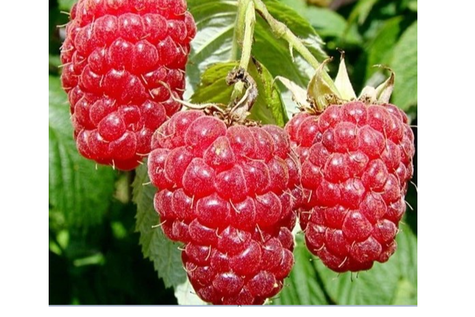 PARDUODA AVIETES